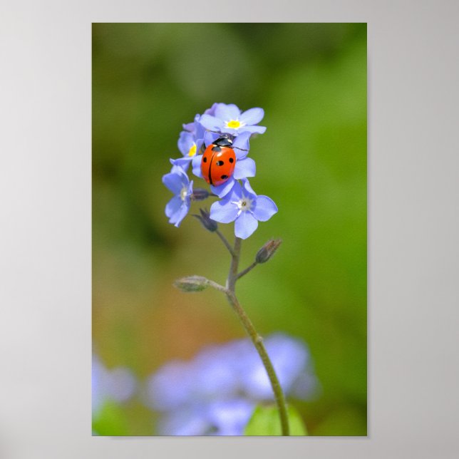 Hermosa Ladybug en la impresión olvidadme-no 8x12" (Frente)