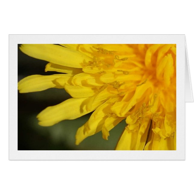 Hermosa maleza: Tarjeta Dandelion (Anverso (Horizontal))