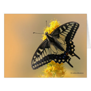 Hermosa mariposa Anise Swallowtail en el sol