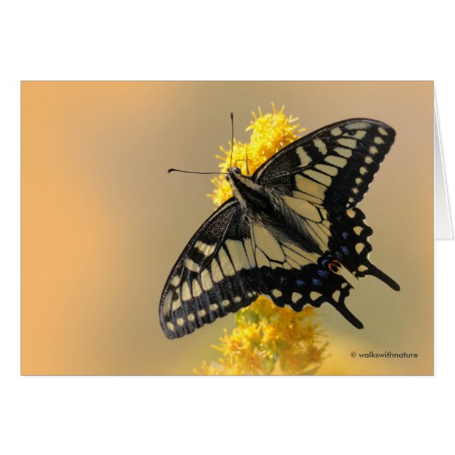 Hermosa mariposa Anise Swallowtail en el sol (Anverso (Horizontal))