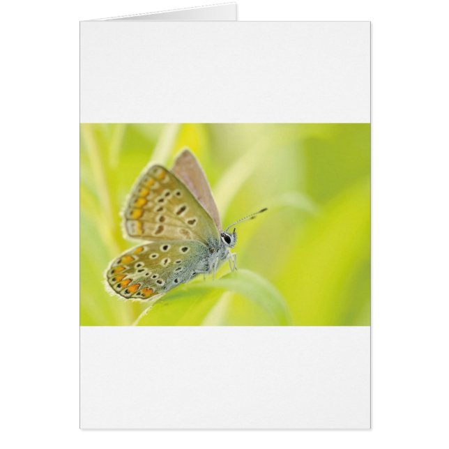 Hermosa mariposa con manchas azules (Frente)