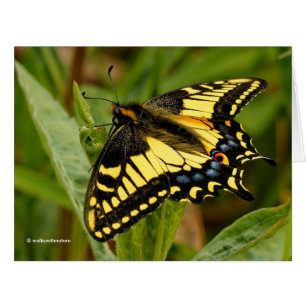 Hermosa mariposa de cola batida de Anise en la hie