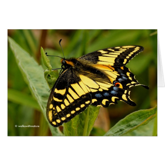 Hermosa mariposa de cola batida de Anise en la hie (Anverso (Horizontal))