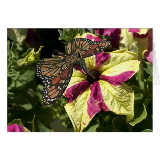 Hermosa mariposa elefante (Anverso (Horizontal))