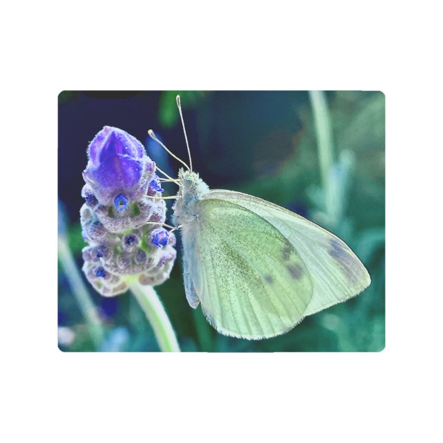 Hermosa Mariposa En Una Flor De Flor Y Arte Metali (Anverso)