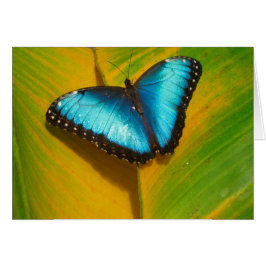 Hermosa mariposa irlandesa