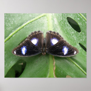 Hermosa Mariposa Manchada Azul Impresión