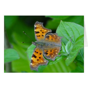 Hermosa mariposa naranja