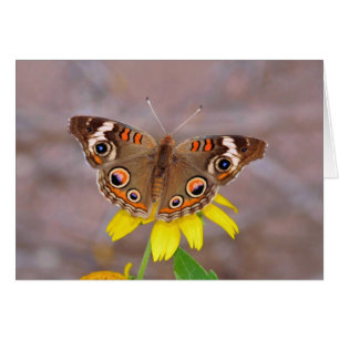 Hermosa mariposa sobre la flor amarilla