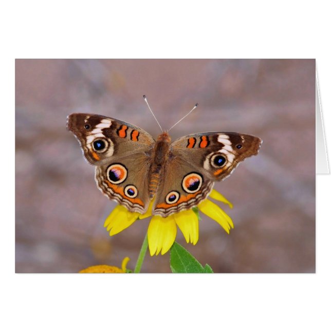 Hermosa mariposa sobre la flor amarilla (Anverso (Horizontal))