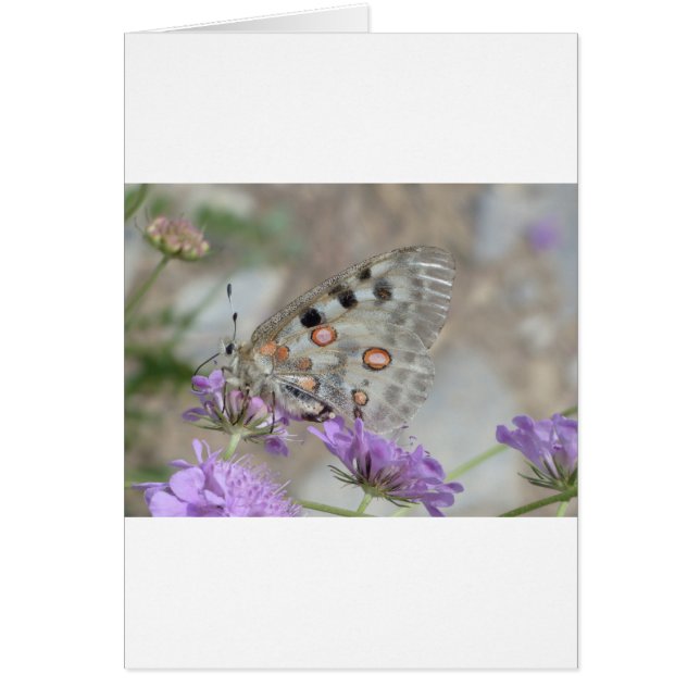 Hermosa mariposa vista (Frente)