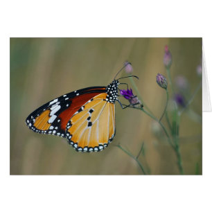Hermosa mariposa y néctar