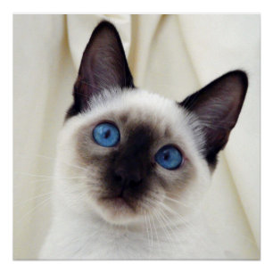 Hermosa Moda dulce Mascota siamés gatito Poster