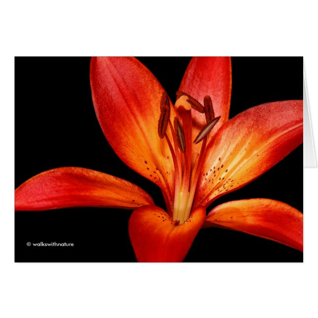 Hermosa Naranja Roja Asiática Lily Gran Paradiso (Anverso (Horizontal))