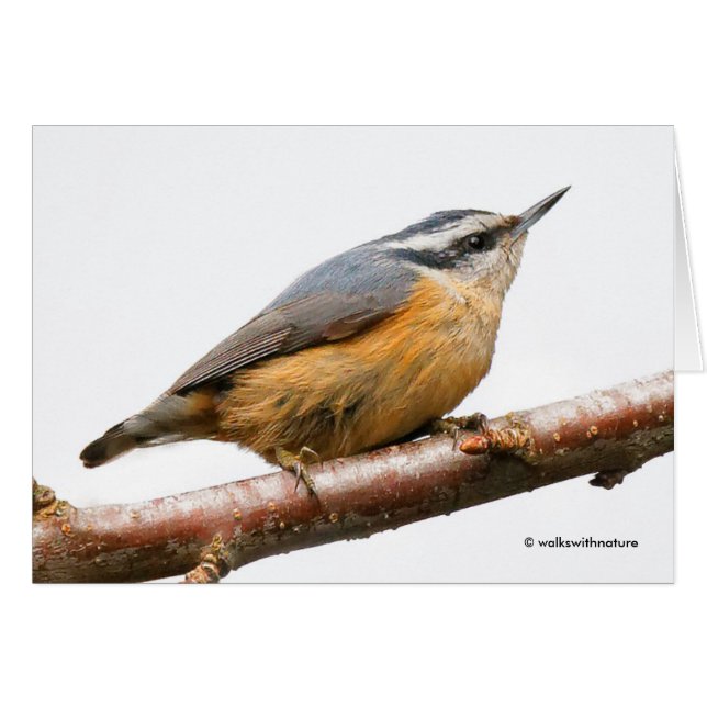 Hermosa Nuthatch de pecho rojo en una rama (Anverso (Horizontal))