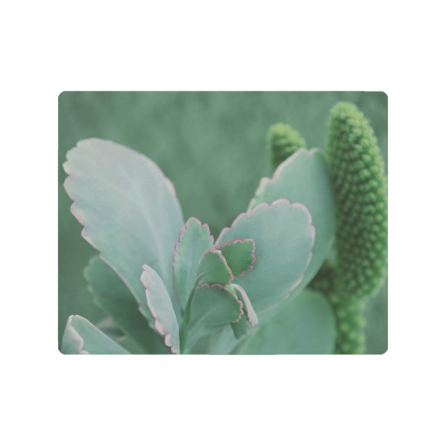 Hermosa Planta Desierta Fotografía de Arte (Anverso)