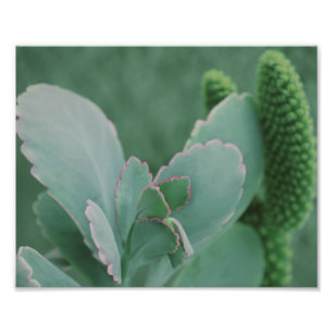 Hermosa Planta Desierta Fotografía de Arte