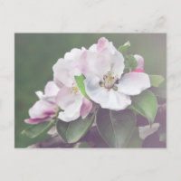 Hermosa postal de árbol de manzana en flor