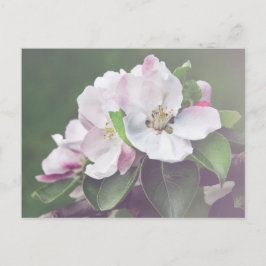 Hermosa postal de árbol de manzana en flor