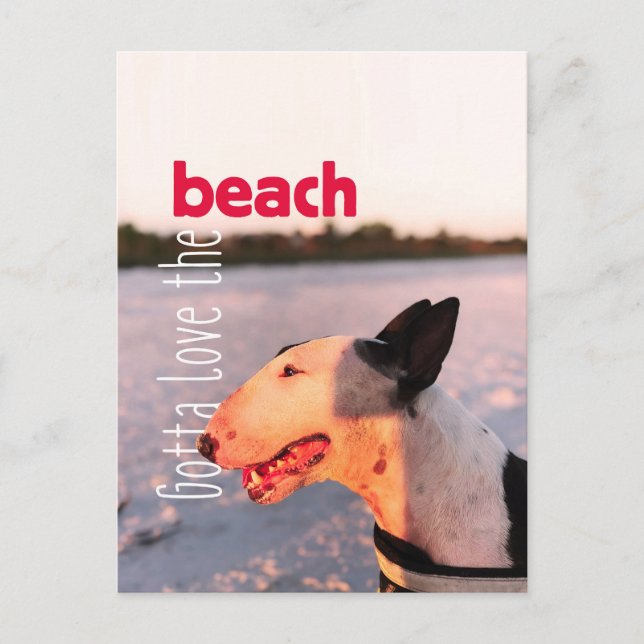 Hermosa postal de Bull Terrier "Beach" (Anverso)