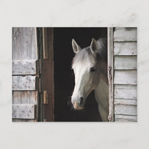 Hermosa postal de caballos Gray Mare
