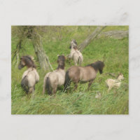 Hermosa postal de caballos salvajes