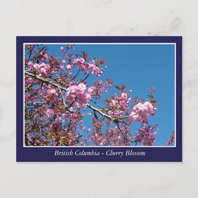 hermosa postal de flor de cerezo (Anverso)