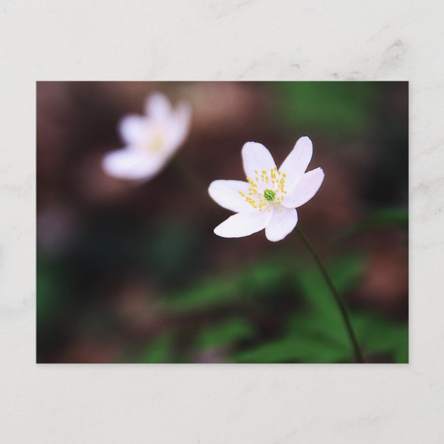 Hermosa postal de flores anémicas de madera (Anverso)