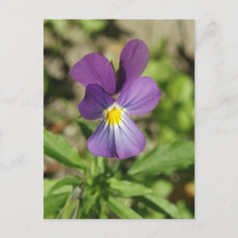 Hermosa postal de flores violetas