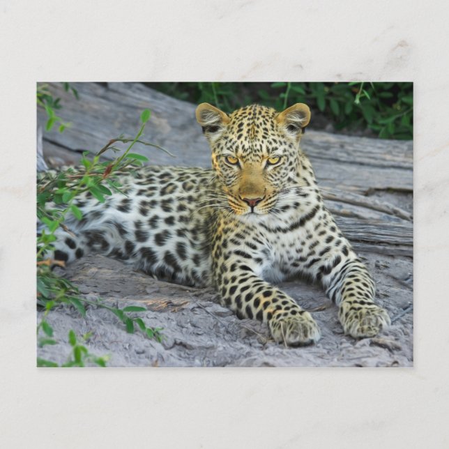 hermosa postal de leopardo (Anverso)