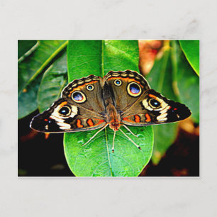 Hermosa postal de mariposa