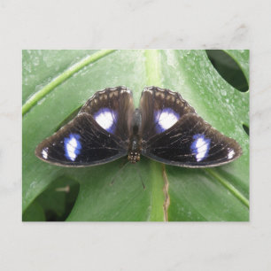 Hermosa postal de mariposa con manchas azules
