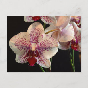 Hermosa postal de orquídeas blancas y magenta