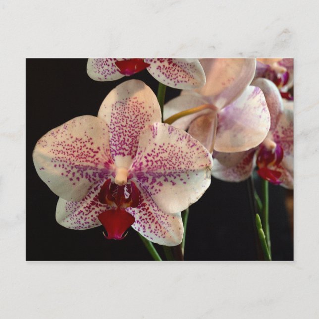 Hermosa postal de orquídeas blancas y magenta (Anverso)