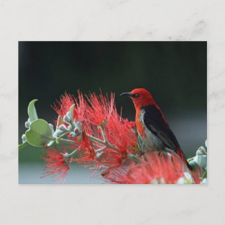 Hermosa postal de pájaro Scarlet Honeyeater
