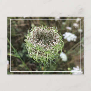 Hermosa postal floral de la Bonito de encaje de la