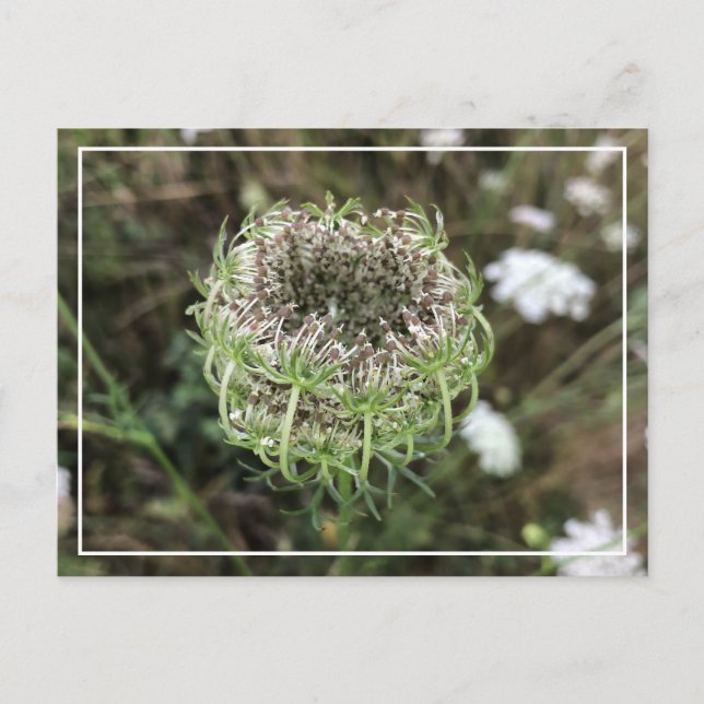 Hermosa postal floral de la Bonito de encaje de la (Anverso)
