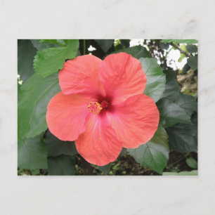Hermosa postal Naranja Hibiscus Flower