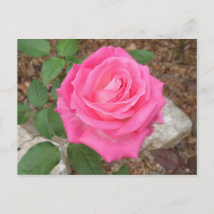 Hermosa postal rosa