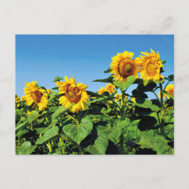 Hermosa postal ucraniana de girasoles
