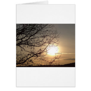Hermosa puesta de sol con ramas