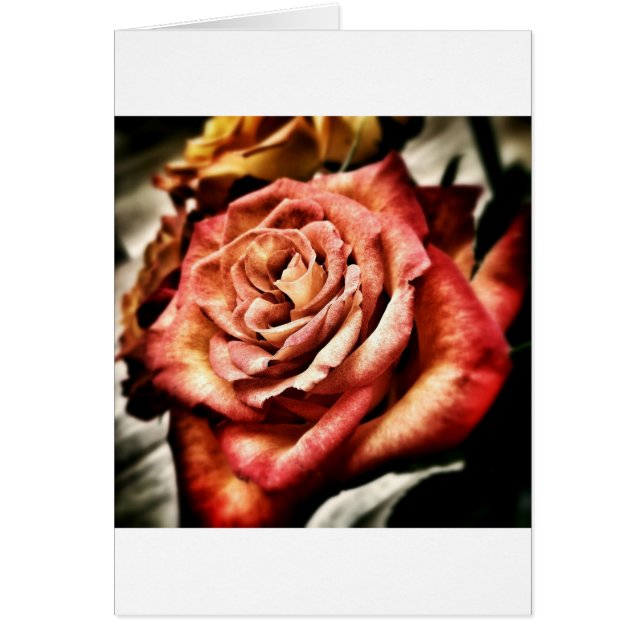 Hermosa Rosa (Frente)