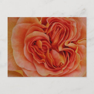 Hermosa Rosa Pastel cierra la postal DIY