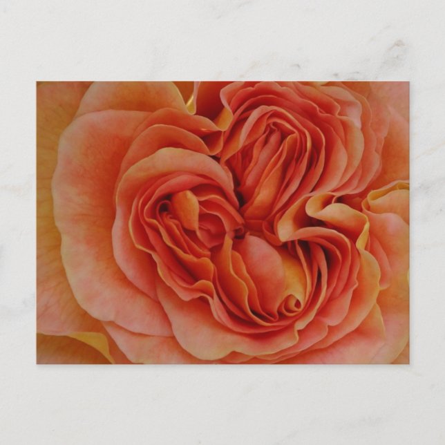 Hermosa Rosa Pastel cierra la postal DIY (Anverso)