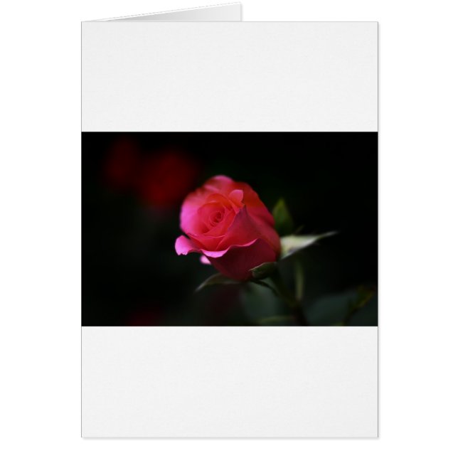 Hermosa Rosa Roja (Frente)
