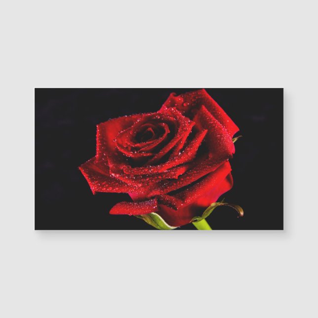 Hermosa rosa roja (Anverso)