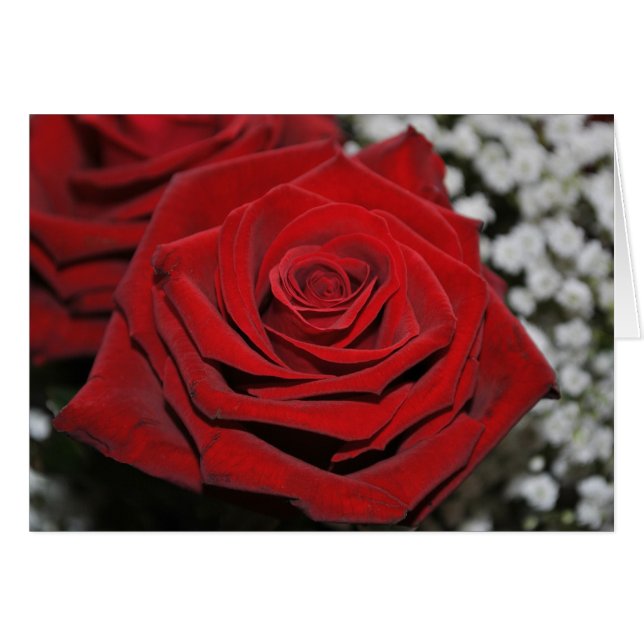 Hermosa Rosa Roja (Anverso (Horizontal))