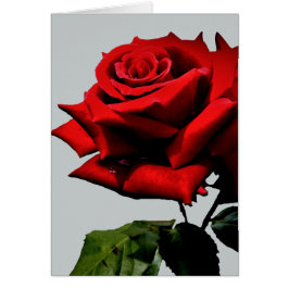 Hermosa Rosa Roja Natural Floral
