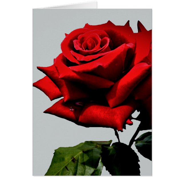 Hermosa Rosa Roja Natural Floral (Frente)
