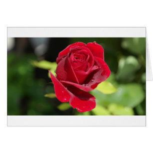 Hermosa Rosa Roja Profunda